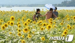 해바라기가 알리는 가을