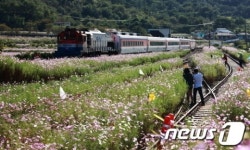 하동군, 북천코스모스축제 준비 한창