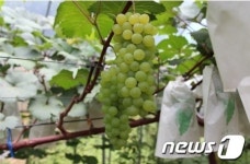 홍천 청향·스위트드림 포도 첫 수확