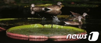 원앙들의 여름밤 나들이