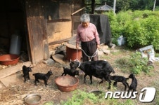 의령서 염소가 한꺼번에 새끼 5마리 낳아