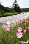 보은 속리산면 코스모스 길 가을 정취 흠뻑