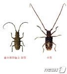 포항에 소나무 재선충 비상…산림청 등 차단 총력