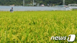 허수아비야 벼를 지켜줘