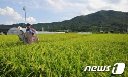 벼 익어가는 가을