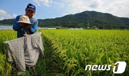 허수아비야 벼를 지켜줘
