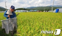올해는 벼 농사가 잘돼야