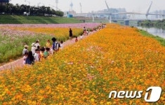 [풍경] 양산천 둔치에 코스모스 꽃물결