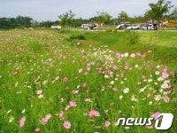 승촌공원 캠핑장 코스모스 꽃길로 오세요