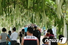 하동, 코스모스·메밀꽃 축제 21일 팡파르