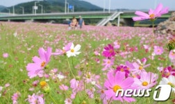 코스모스 구경오세요