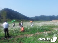 화천, 거례리 마을 들꽃축제 개최