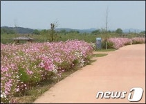 [풍경]익산 금강생태하천 연꽃과 코스모스 장관