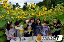 해바라기 씨앗이 에너지로