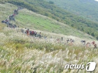 울산 신불산 은빛억새 장관