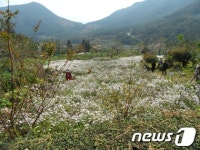 화순 수만리에서 들국화축제 열려