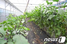 홍천 가지농가, 전정재배로 맛좋은 가을가지 출하