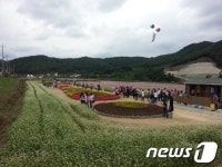 하동 북천 코스모스·메밀꽃 축제 폐막