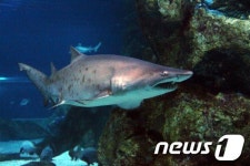 내가 바로 샌드타이거