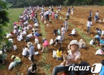 강화군 “풍요로운 가을...농산물 수확 체험”