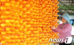 곶감 농사가 풍년이요~!