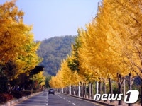 대구시 단풍길 걸으며 추억 만드세요