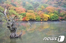 [화보]청송 주산지, 단풍에 물들다