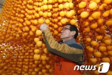 곶감이 풍년이네~