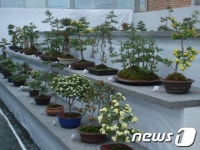 신안 압해도서 내달 1일 국화분재 전시회