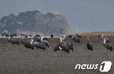 순천만 흑두루미 개체 수 162％ 증가