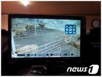 정선, 축사관리용 CCTV 설치…주민들 큰 호응