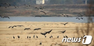[풍경]구미 낙동강 찾은 흑두루미떼