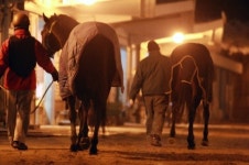 제주경마공원, 체고 제한 위해 동물학대 논란