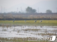 김포시 재두루미 후평리로 날아들어