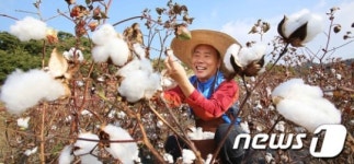목화솜 수확 신기하네