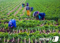 [화보] 안동시 도산면, 단무지 무·무청수확 한창