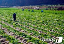 [화보] 안동시 도산면, 단무지 무·무청수확 한창