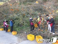 경상대, 산청 단감재배농가 일손 돕기