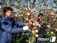 홍성군, 사과농가 일손돕기