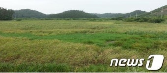 국내 최대 독미나리 서식지 전북 군산서 발견