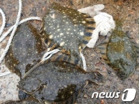 중국산 도다리 국산 유통 업자 5명 입건