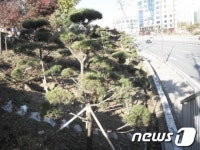 김포 48번 국도변 `푸른 가로경관` 예산절감