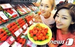 겨울 하우스 딸기 맛보세요