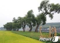담양 왕버들숲, 아름다운 숲 공존상 수상