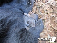 지리산 반달곰 겨울잠…새끼 탄생 신호포착