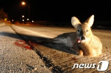 도로에 뛰어든 고라니 보고 급커브 사고… 대학생 사망