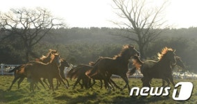 2014년, 청마(靑馬)의 기운으로