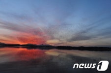 고창 동림저수지, 가창오리 군무 장관