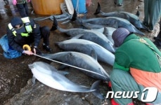 삼척에서 발견된 긴부리 돌고래 7마리
