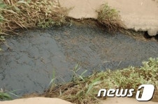 청양 운곡면 농장 축산분뇨 수백톤 하천 유입